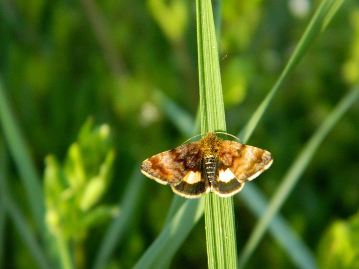 Panemeria tenebrata